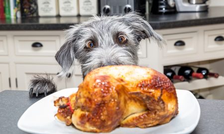 Thanksgiving Recipes