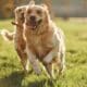 Two Beautiful Golden Retriever Dogs Running Outdoors In The Park Together