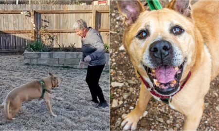 Velcro The Senior Dog With New Dog Parent Jeanette