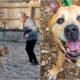 Velcro The Senior Dog With New Dog Parent Jeanette