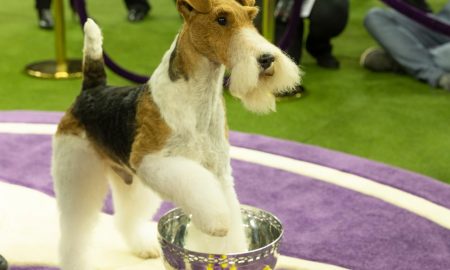 Westminster2019 Min