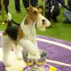 Westminster2019 Min