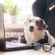 White Dog With Headphones Sitting Infront Of A Laptop