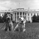 Whitehousedogs