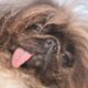 Wild Thang Crowned Winner Of 2024 'World'S Ugliest Dog' Contest