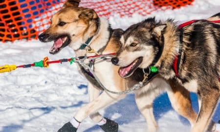 Willow, Ak, Usa March 7, 2010 Sled Dogs Run The 2010 Iditarod Out Of The Starting Chute In Willow