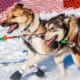 Willow, Ak, Usa March 7, 2010 Sled Dogs Run The 2010 Iditarod Out Of The Starting Chute In Willow