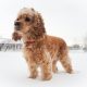 Wintergrooming Min