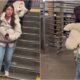 Woman Carrying Samoyed Dog On A Backpack On Nyc Subway