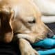 Yellow Labrador Retriever Laying With A Blue Toy