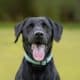 Young Black Labrador Retriever Wearing Collar And Tongue Sticking Out Of Mouth