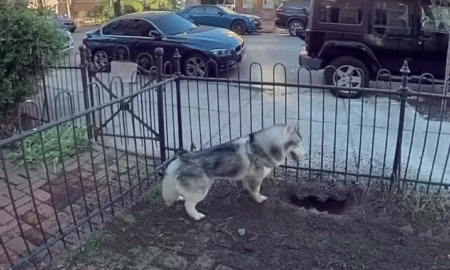 Kobe The Husky After Digging A Holea