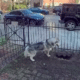 Kobe The Husky After Digging A Holea