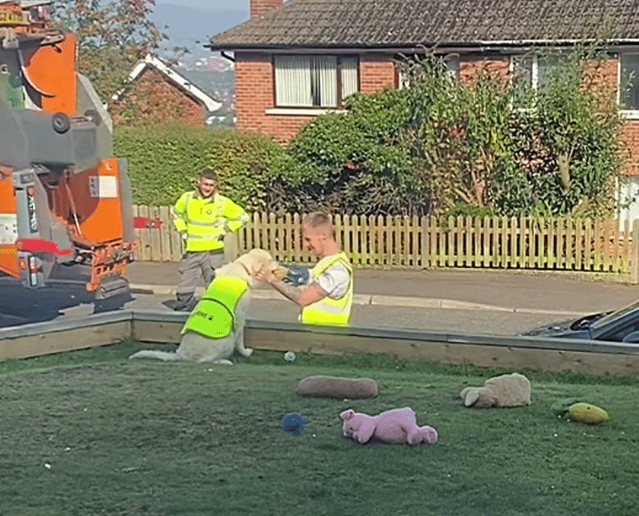 Maddie The Dog Playing With Her Favorite Garbage Men