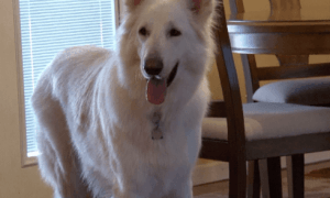 Max