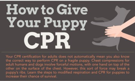 Puppy Cpr