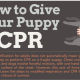 Puppy Cpr