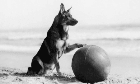Famous Dogs