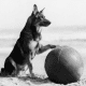 Famous Dogs