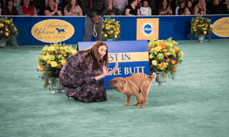 Rescue Dog Show