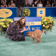Rescue Dog Show