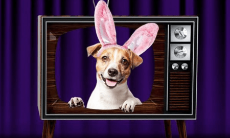 Cadbury Bunny