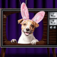 Cadbury Bunny