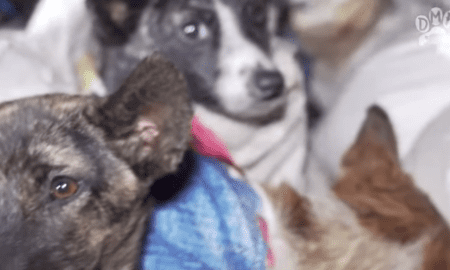 Dog Meat
