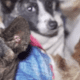 Dog Meat