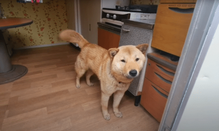 Son Hongmin The Jindo Dog Who Returned Home On His Own After Going Missing For 41 Days